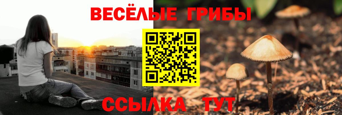 Шатура  Псилоцибиновые грибы Psilocybe  Вход с VPN  Псилоцибиновые грибы Psilocybe 